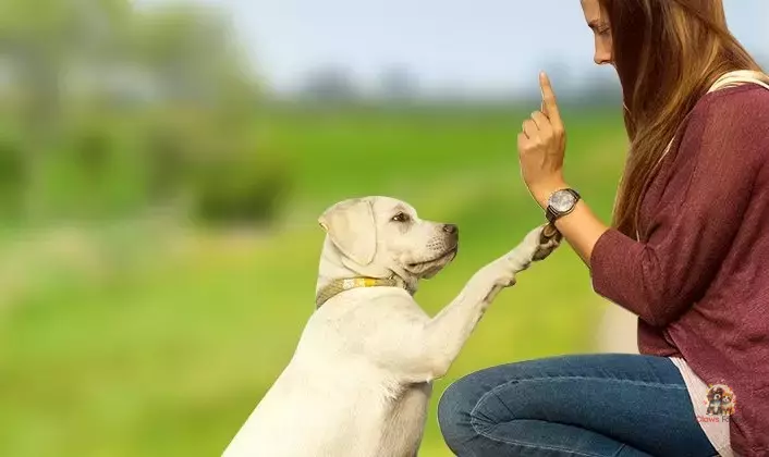 Dog Education - How to Properly Train Your Dog